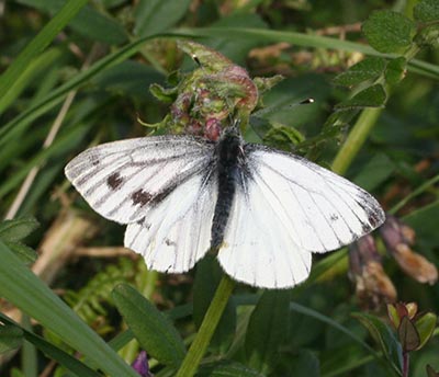 Pieris napi (bilateral gynandromorph, live) (Internet Image property of respective owner, non-commercial use only)